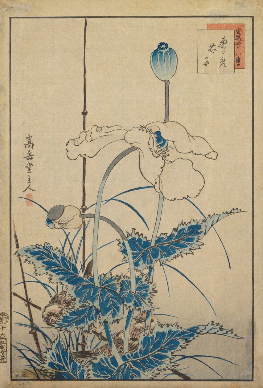 罂粟花鸟 作者 中山寿堂