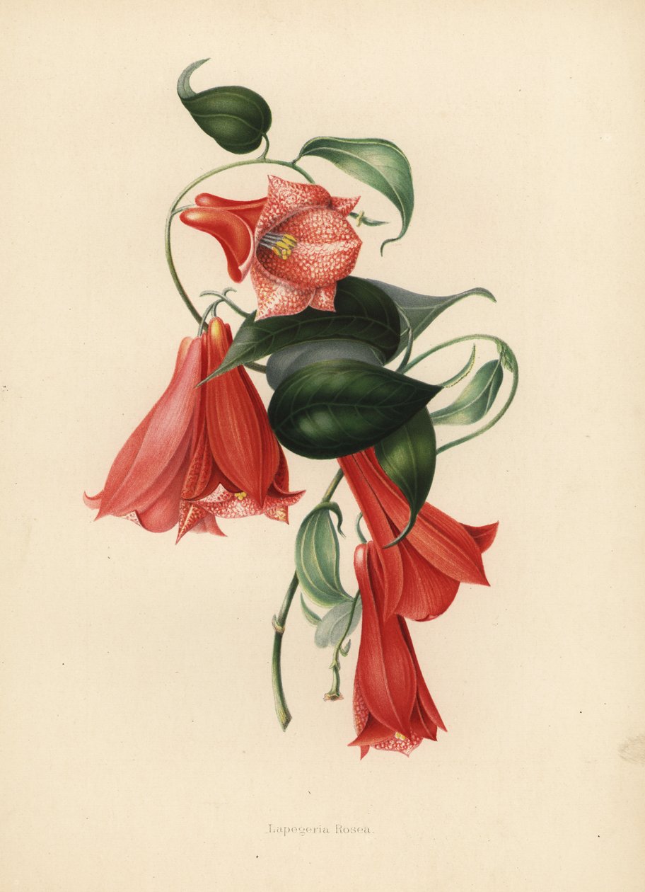 智利风铃草或copihue，Lapageria rosea（Lapegeria rosea） 作者 不明