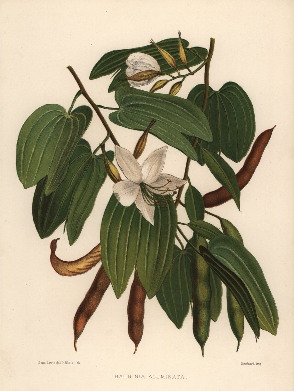 白色兰花树，紫荆花acuminata 作者 不明