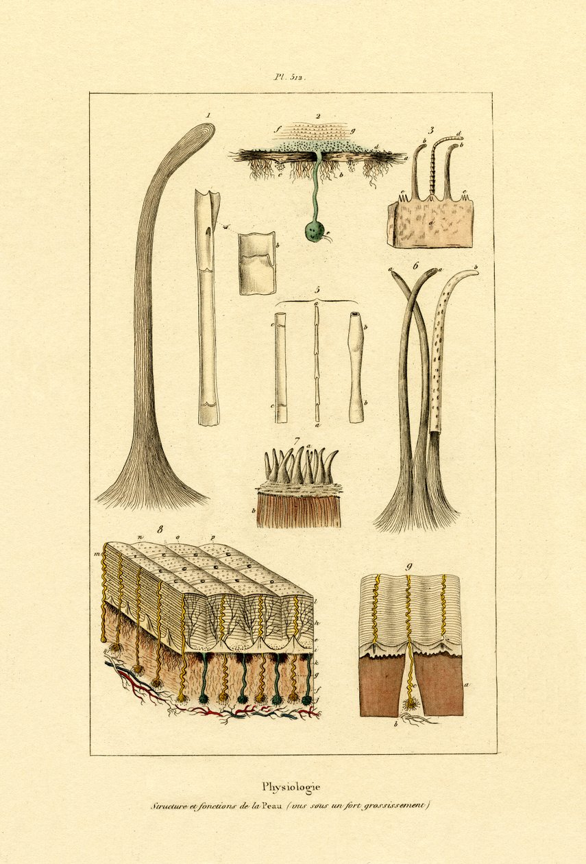 人体皮肤，1833-39 作者 法语学校