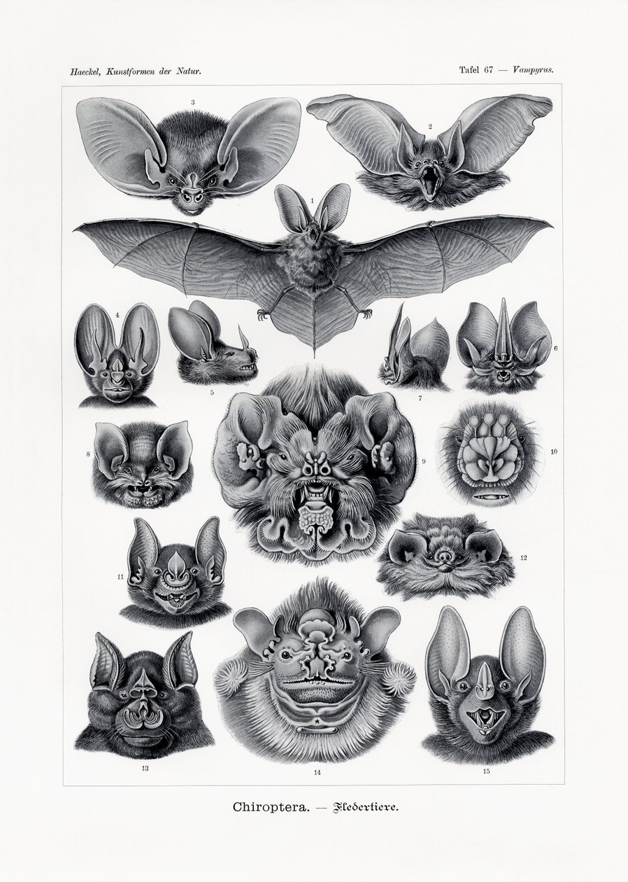 翼手目，1899-1904 作者 德国学校