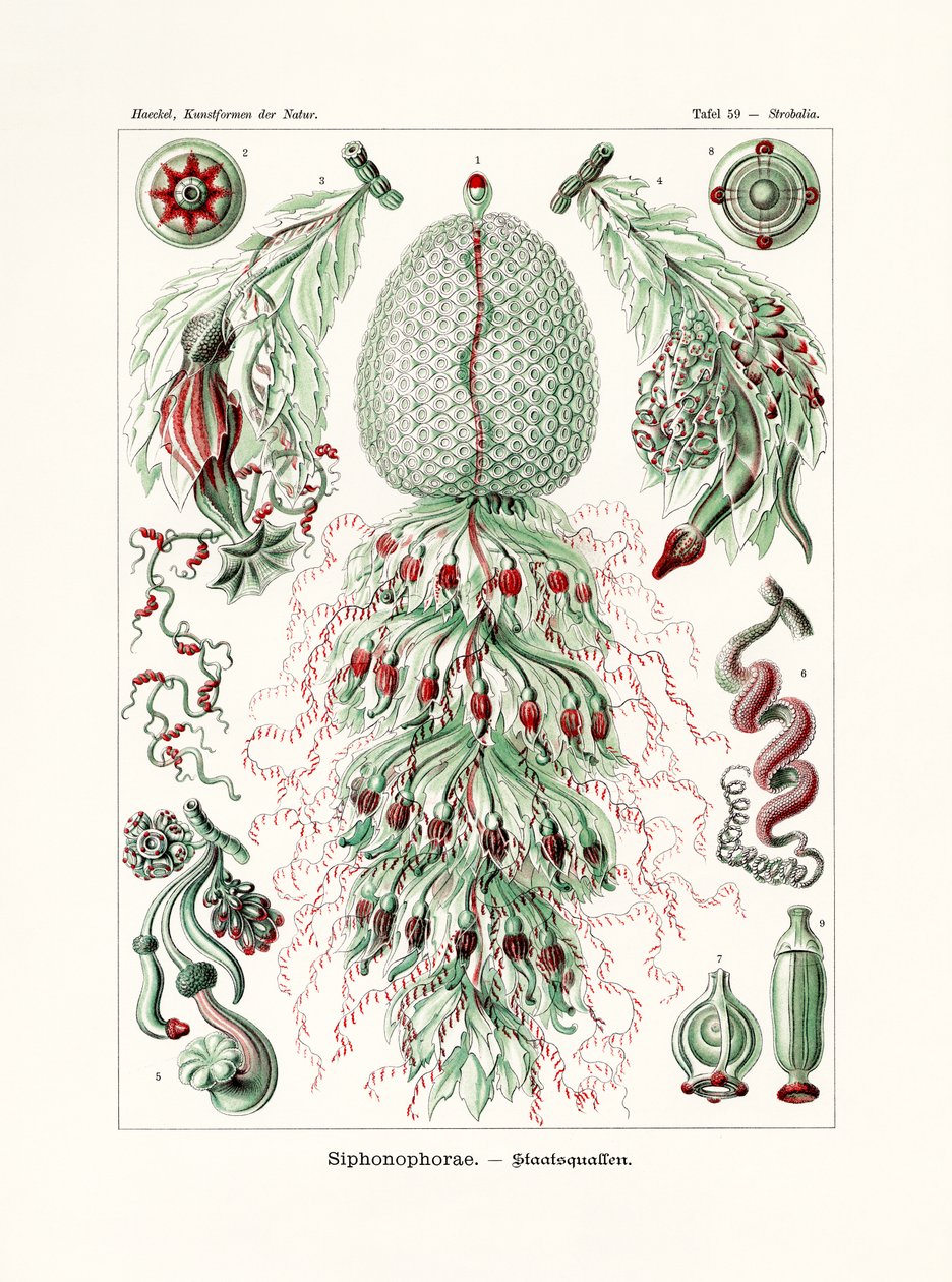 Siphonophorae，1899-1904 作者 德国学校