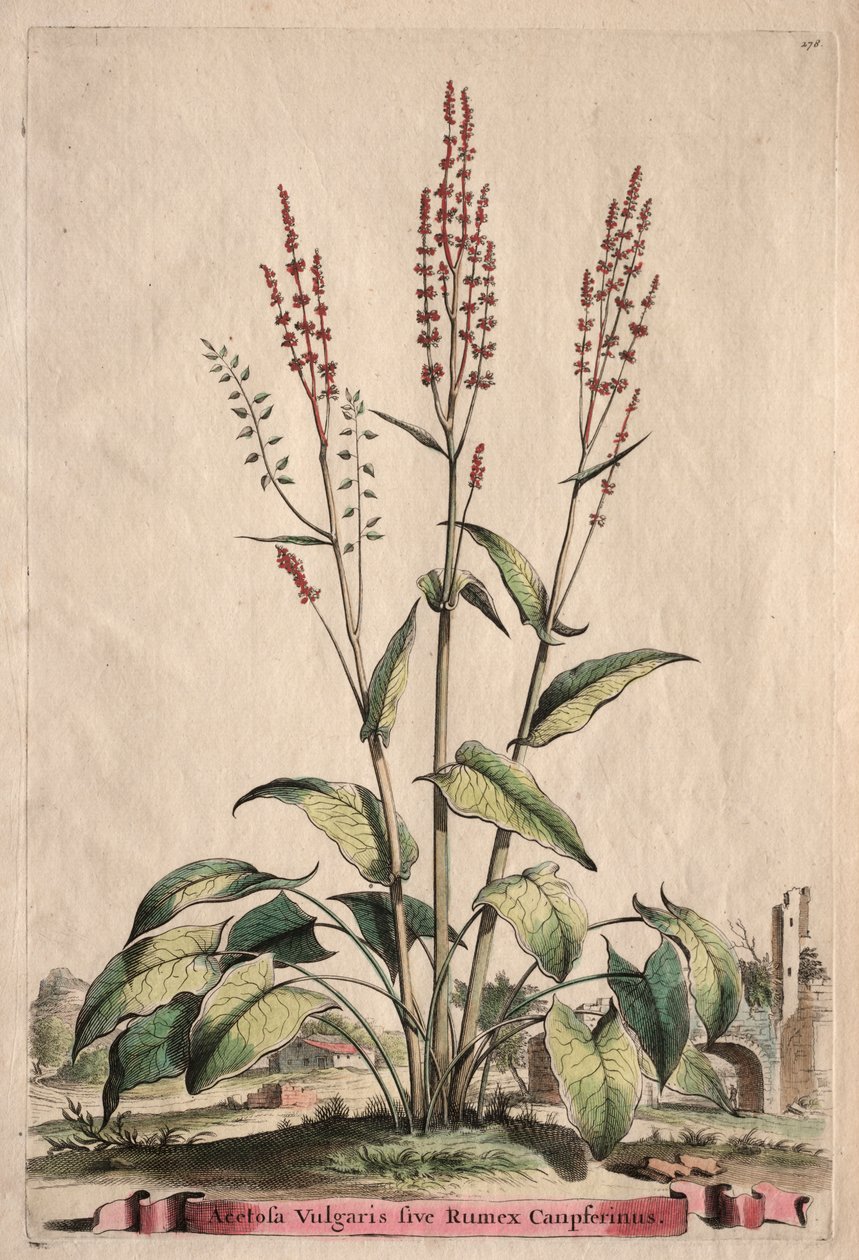 奇花异草：醋栗和莴苣草 作者 亚伯拉罕·蒙廷