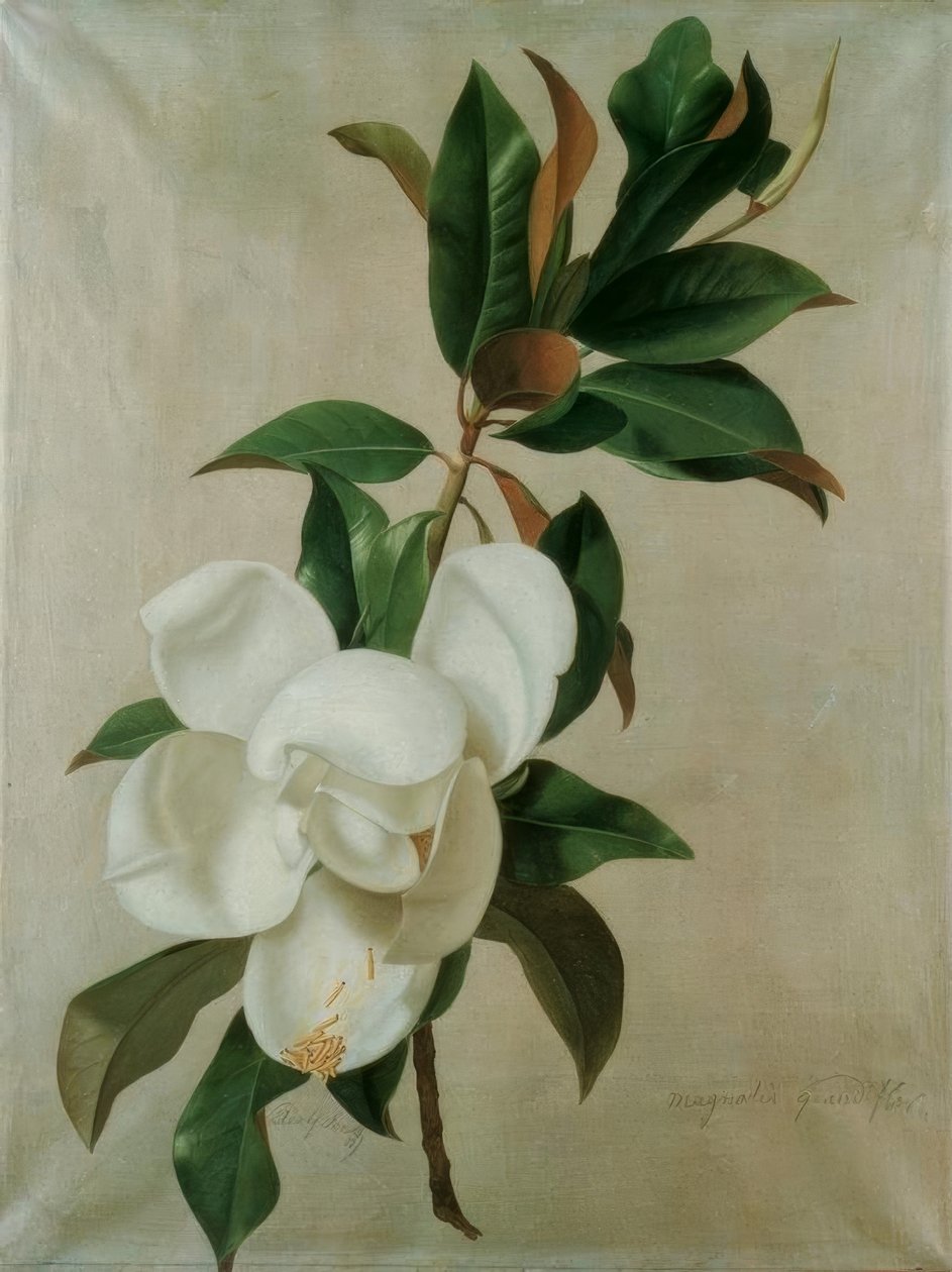 Magnolie 作者 阿道夫·森夫