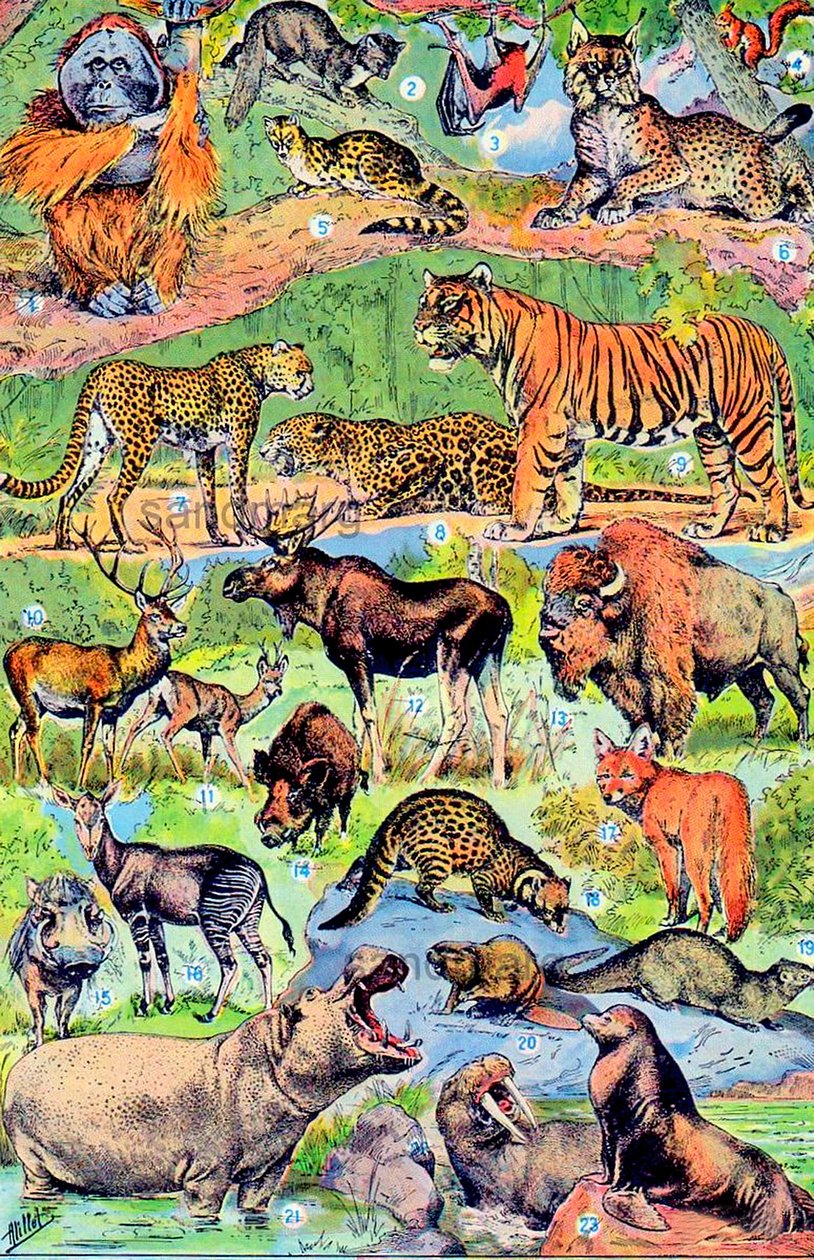 野生动物c.1923的例证 作者 阿道夫·菲利普·米洛