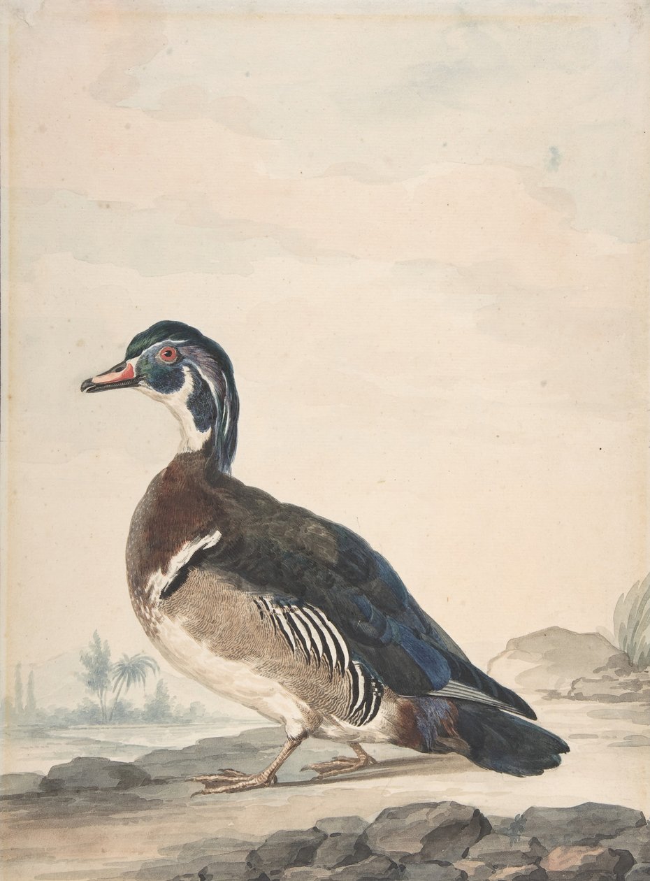 一只鸭子，1725-92。 作者 艾尔特·舒曼