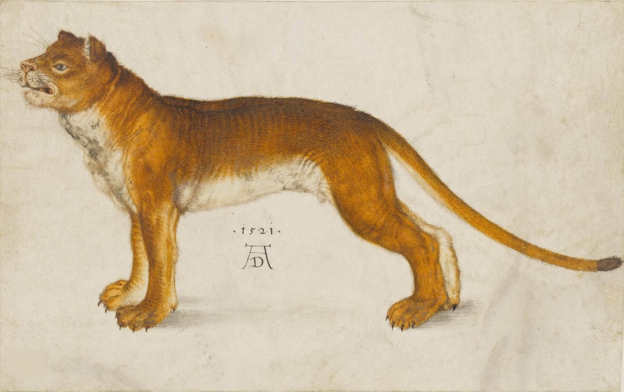 狮子女，1521年。 作者 阿尔布雷希特丢勒