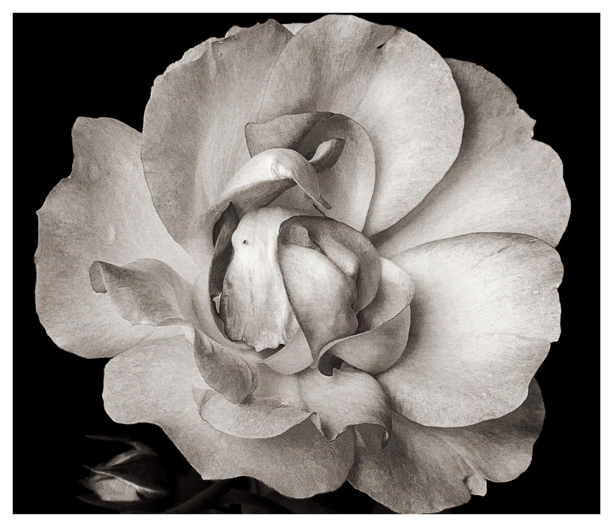 Untitled,2019,(photography) 作者 亚历克斯·卡明克