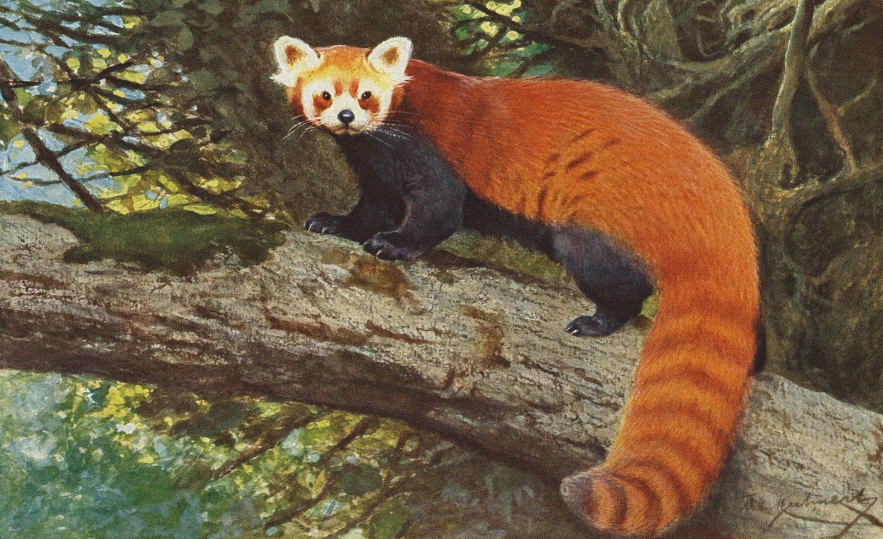 红熊猫c.1900 作者 阿尔弗雷德·布雷姆