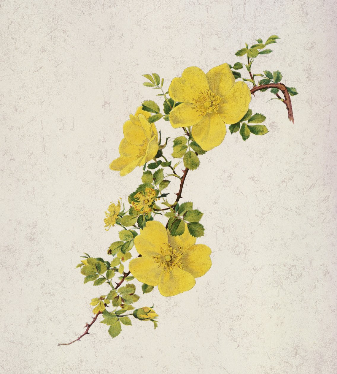 罗莎Foetida 作者 阿尔弗雷德·帕森斯