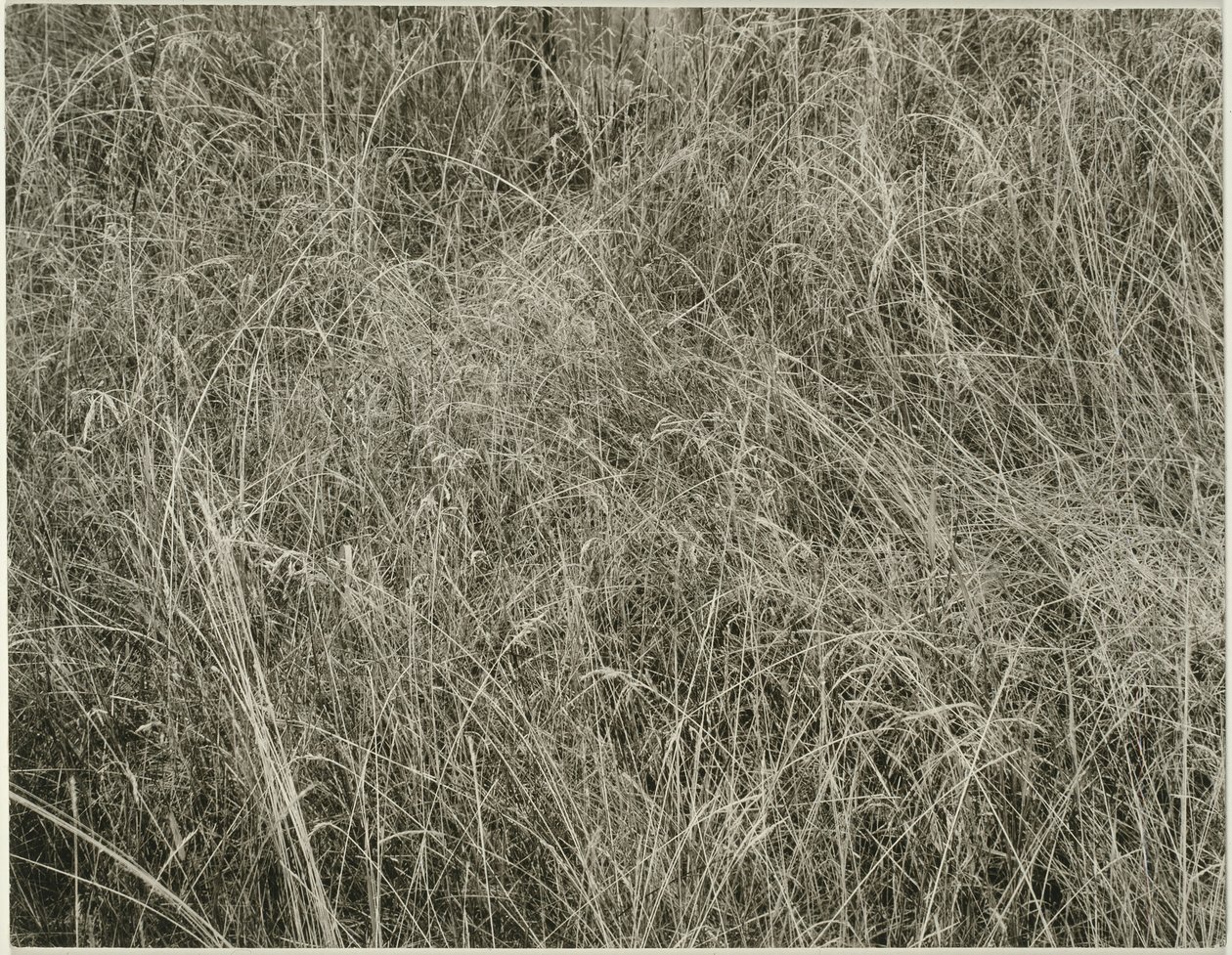 草，1933年。 作者 阿尔弗雷德·斯蒂格利茨