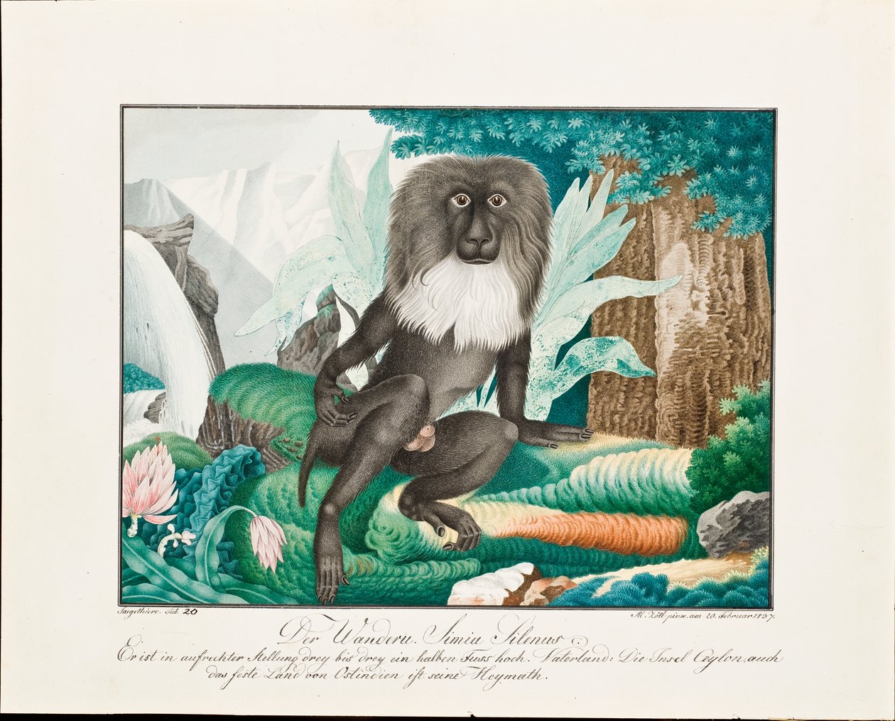 猕猴，1837年 作者 阿洛伊斯·佐特尔