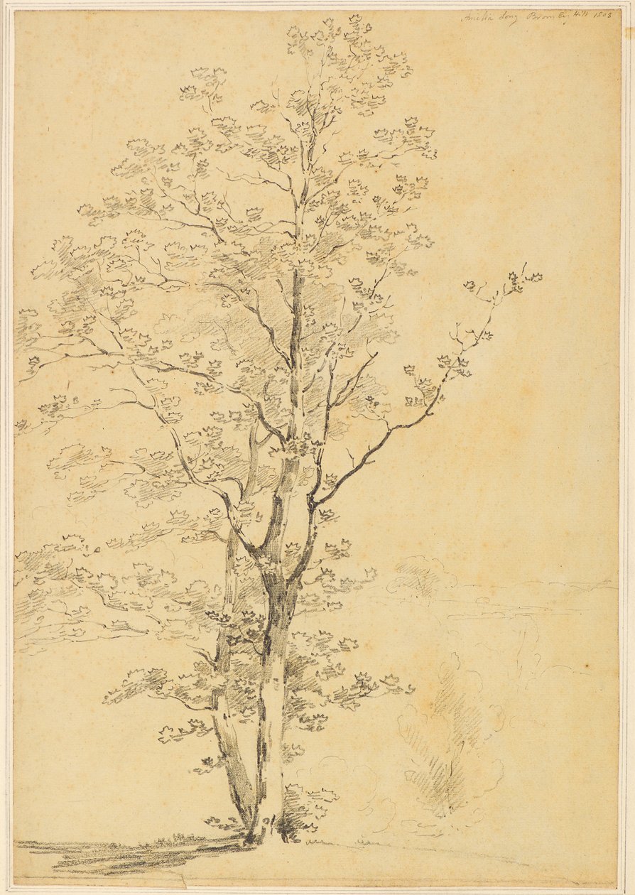Bromley Hill 作者 阿米莉亚·朗