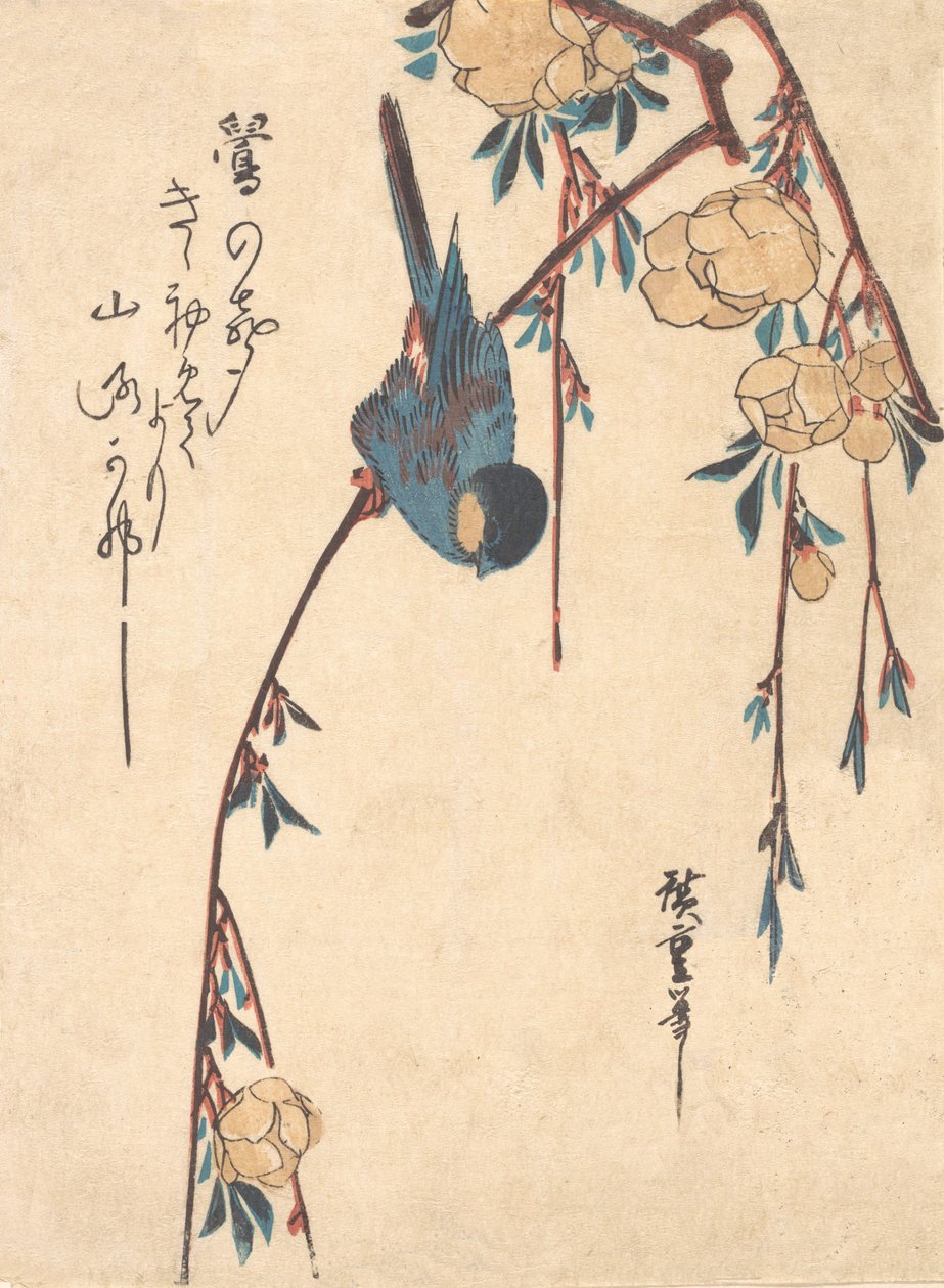 垂枝樱。 作者 安藤广重