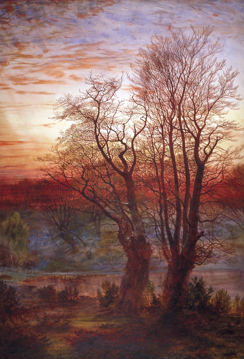 伯纳姆山毛榉"，约1841-1902年 作者 安德鲁·麦克卡伦（Andrew MacCallum）