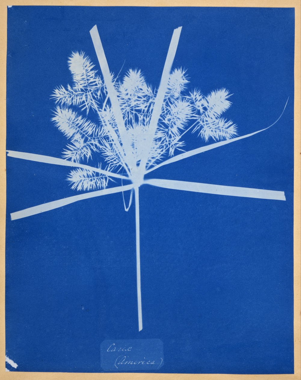 Carix（美国） 作者 安娜·阿特金斯（Anna Atkins）