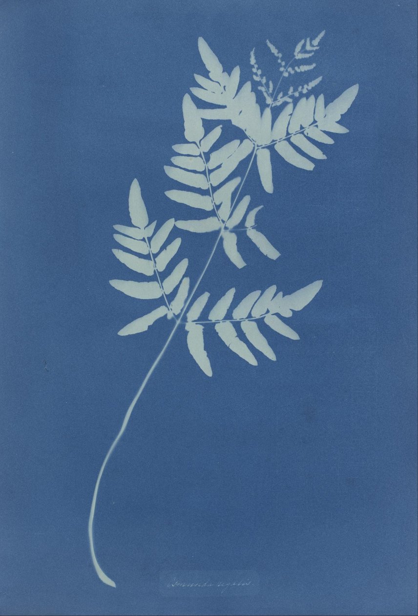 Osmunda Rigalis（澳大利亚） 作者 安娜·阿特金斯（Anna Atkins）