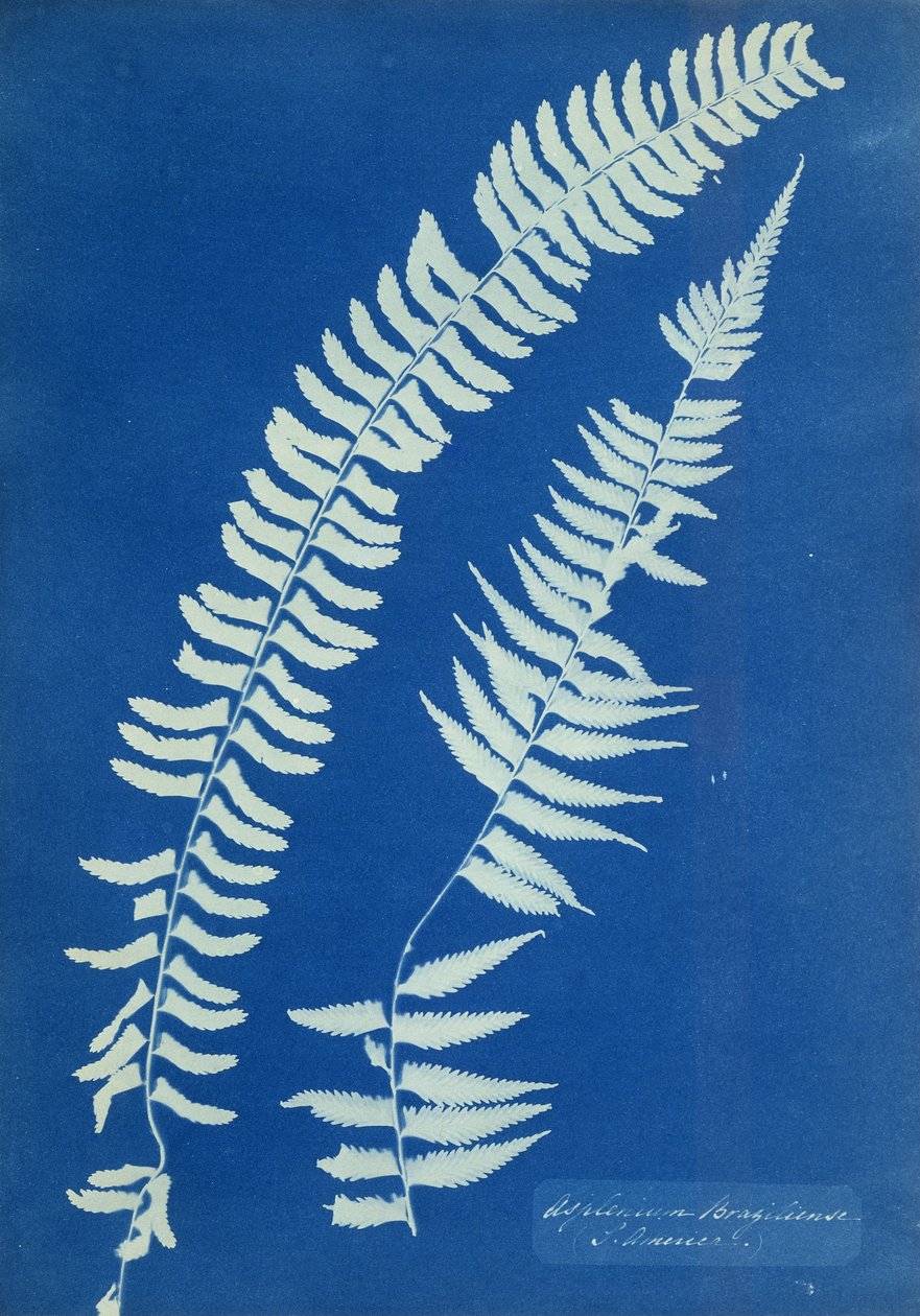 南美洲巴西天竺葵，约1850年 作者 安娜·阿特金斯（Anna Atkins）