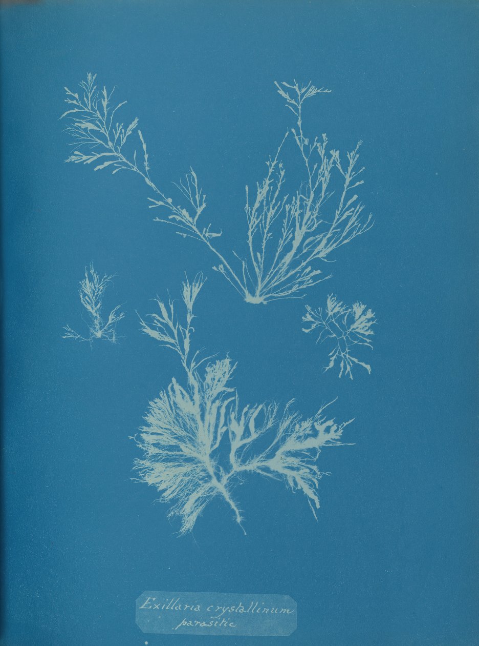 Exillaria crystallinum寄生，约1853年。 作者 安娜·阿特金斯（Anna Atkins）