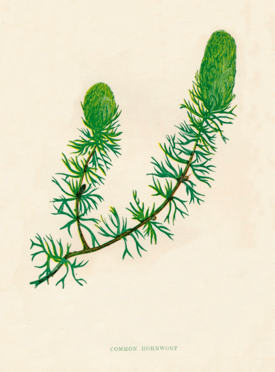 常见的角蒿，c1891，1891年 作者 安妮普拉特