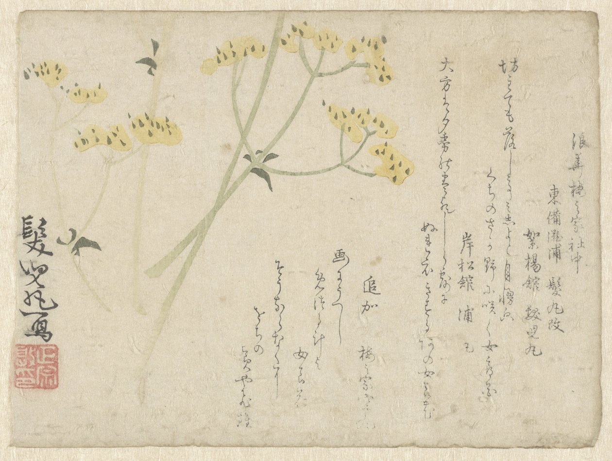 屏风花 作者 无名氏