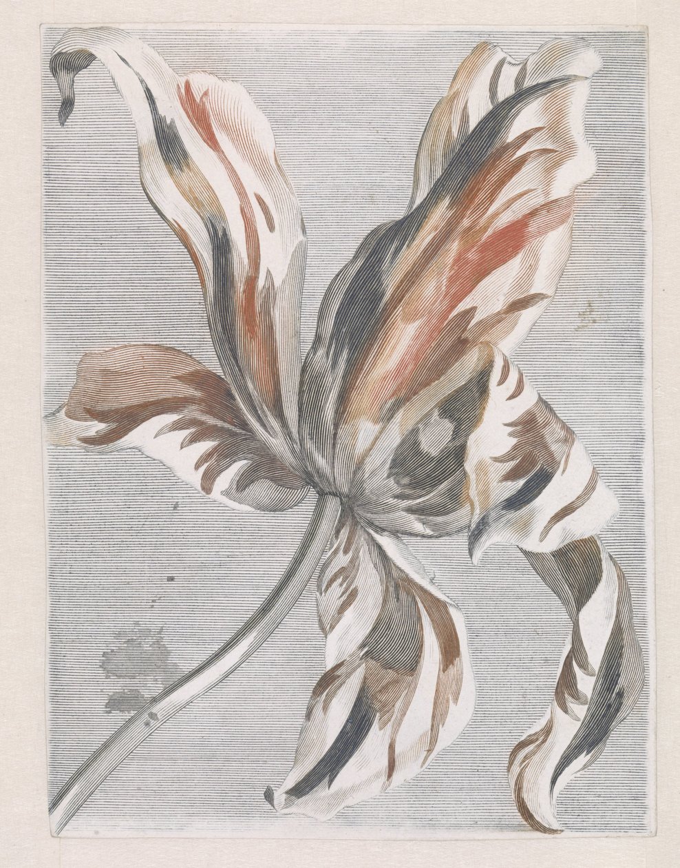 Tulp 作者 无名氏