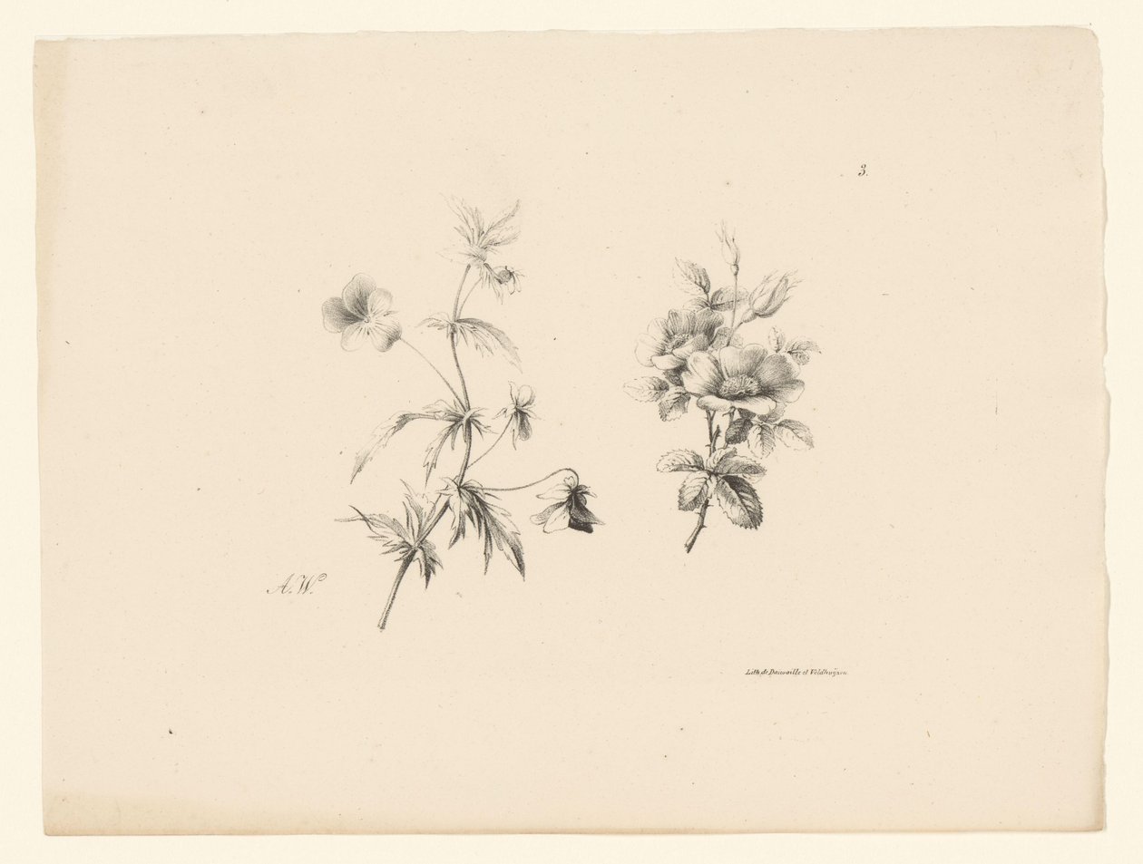 两朵花
花果（系列名称） 作者 安东·魏斯