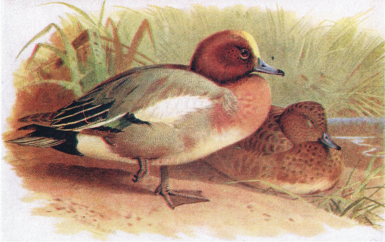 Wigeon 作者 阿奇博尔德·索伯恩