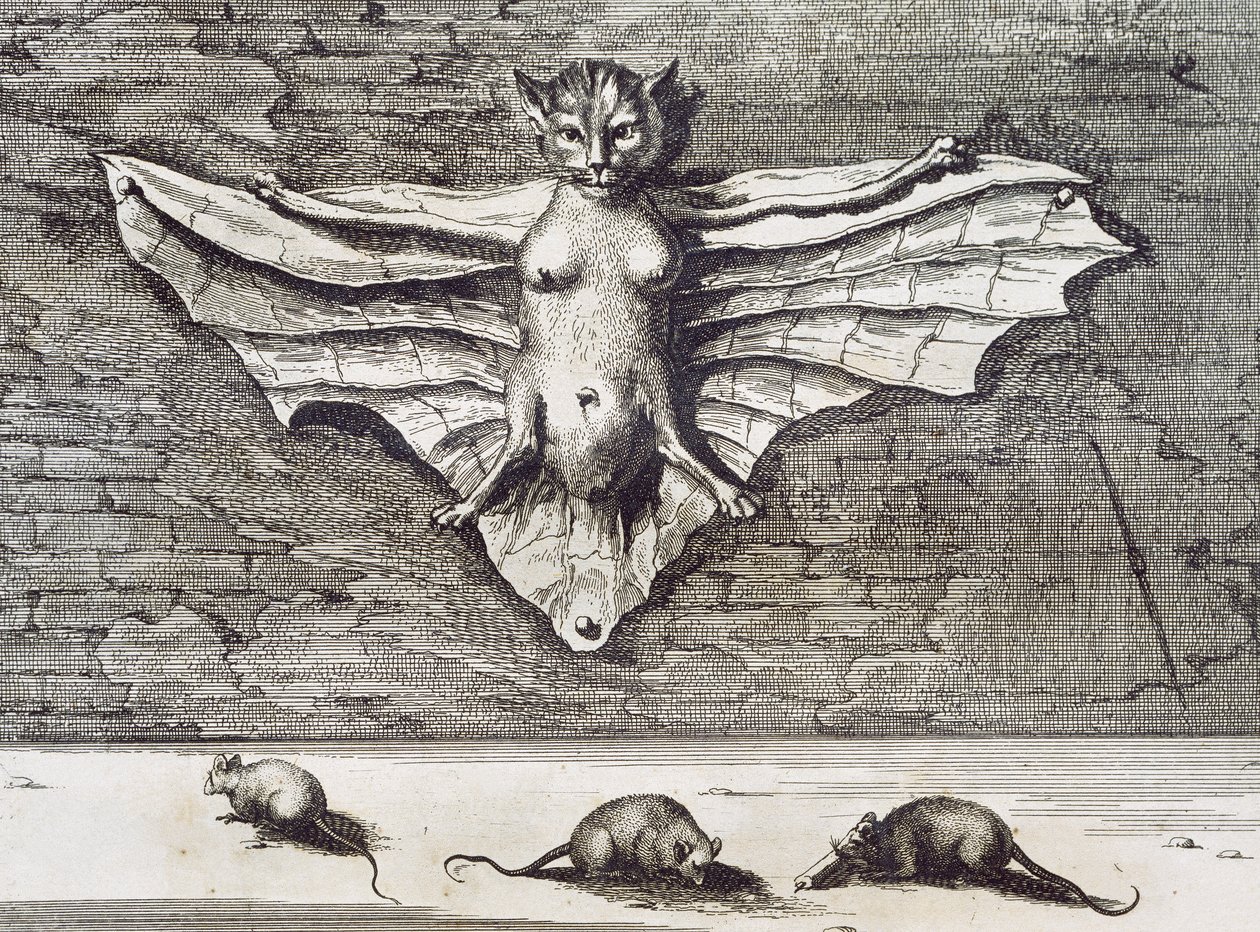 飞猫，1667 作者 阿塔纳修斯·基歇尔
