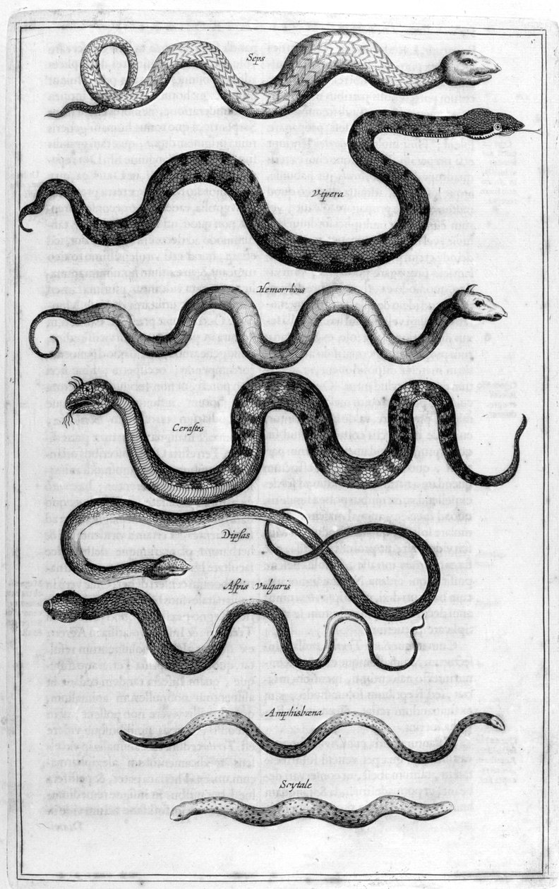 蛇，1675年。 作者 阿塔纳修斯·基歇尔
