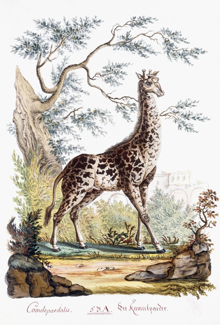 长颈鹿，1794年 作者 奥地利学派