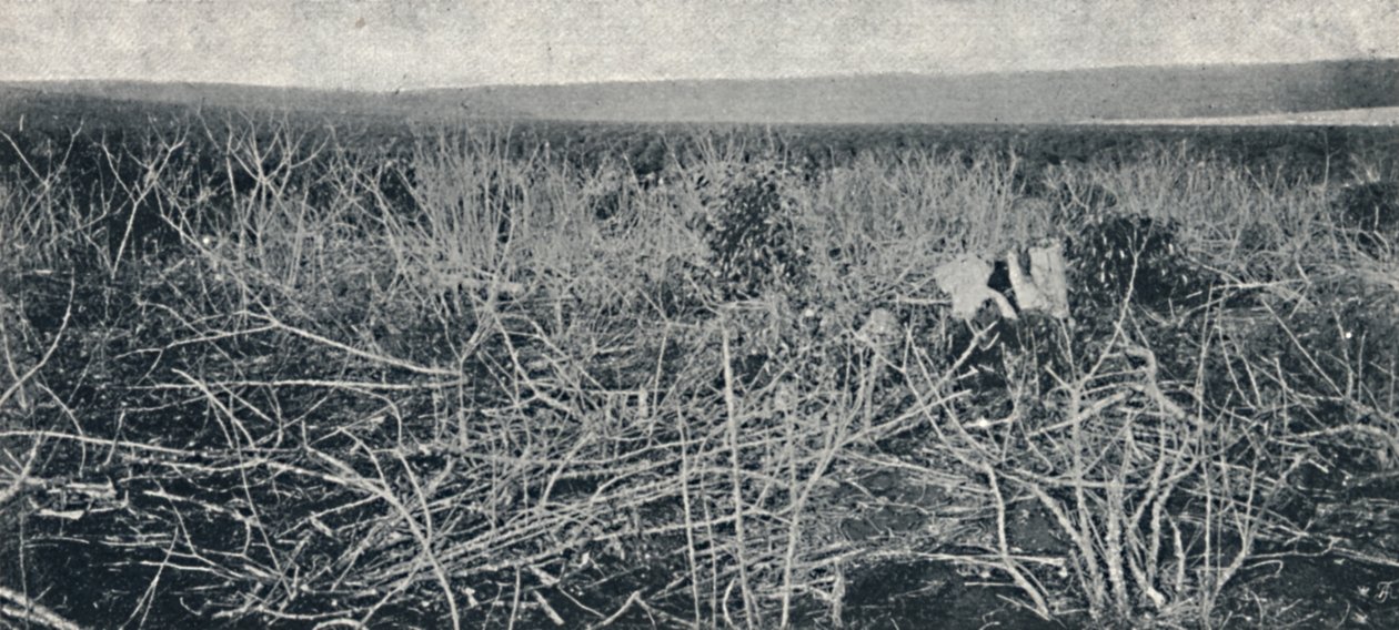 木薯种植园，1895年 作者 阿克塞尔·弗里克（Axel Frick）