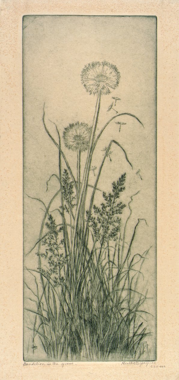 草丛中的蒲公英 作者 伯莎·E·雅克