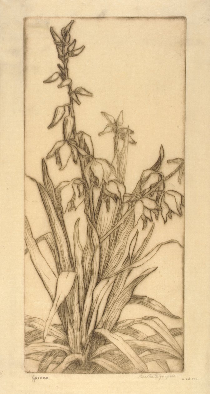 虞美人 作者 伯莎·E·雅克