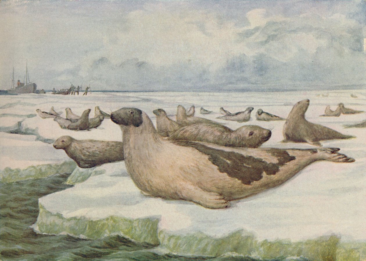狩猎海豹，纽芬兰》，1916年 作者 CG 洛瑟