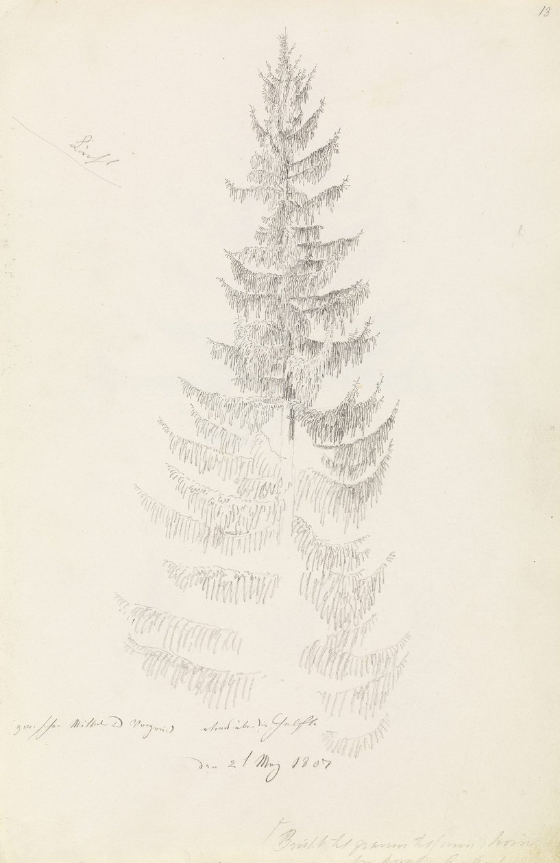 云杉 作者 卡斯珀·大卫·弗里德里希（Caspar David Friedrich）