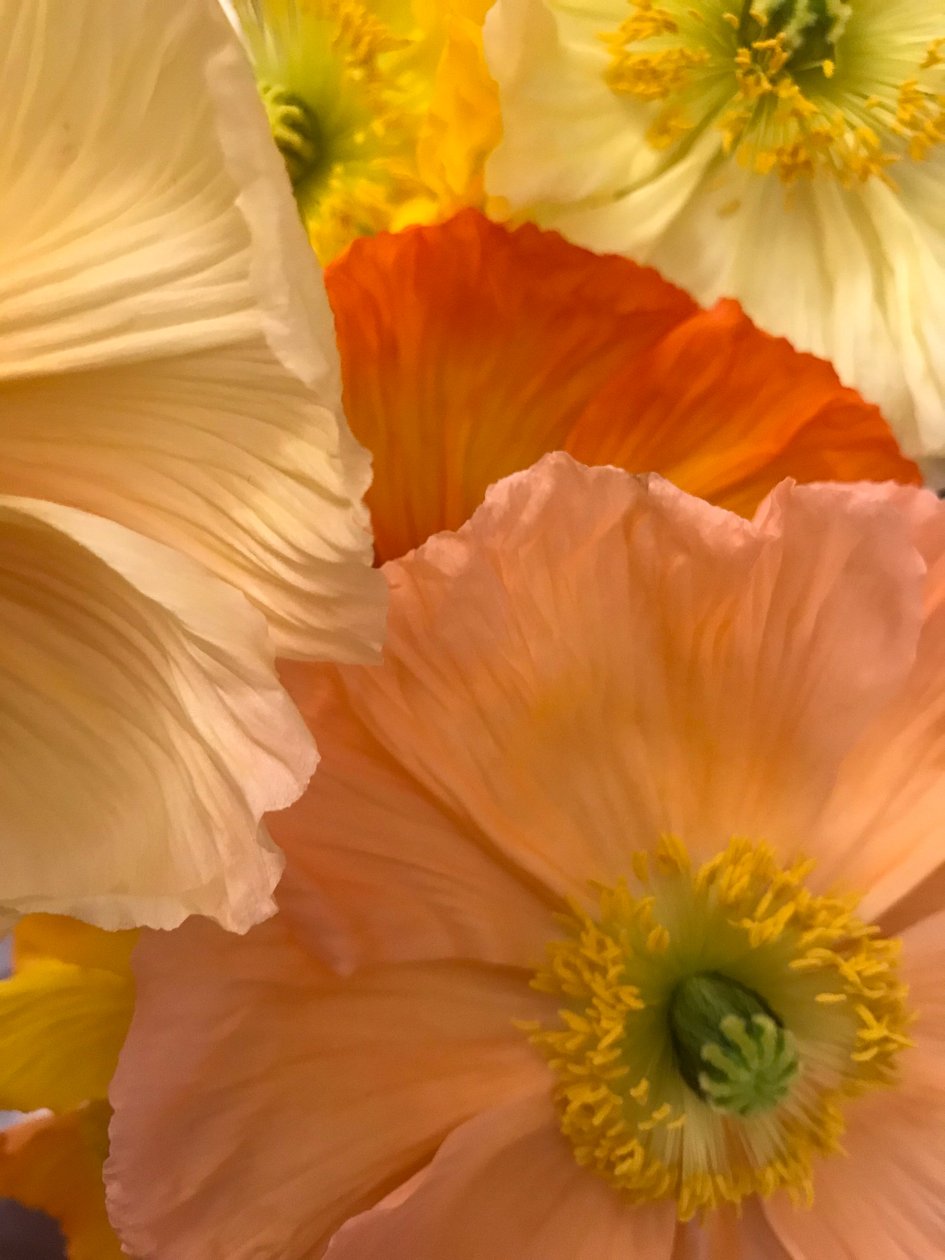 构图--花，2019（照片） 作者 塞西尔·贾梅特