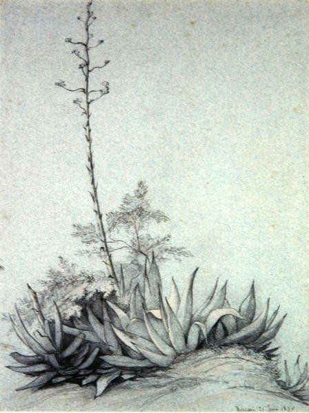 花叶玉兰 作者 查尔斯·达摩