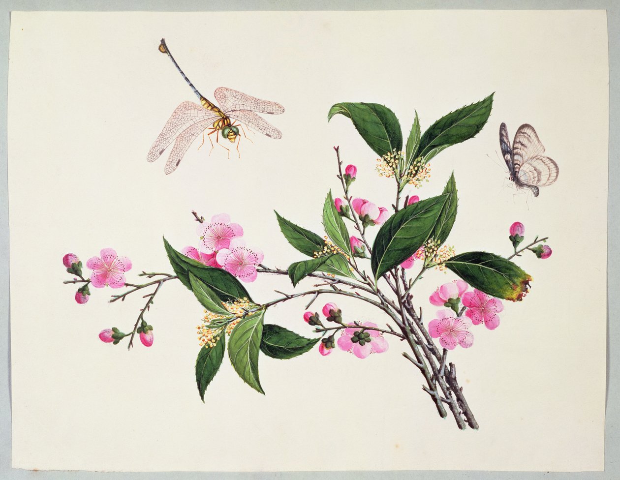 樱花蜻蜓和蝴蝶 作者 中文学校