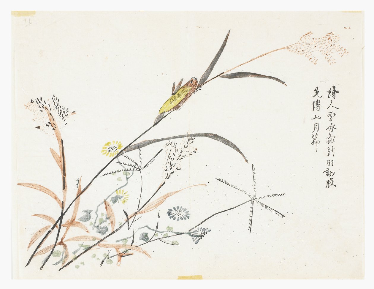 芥菜园 作者 中文学校