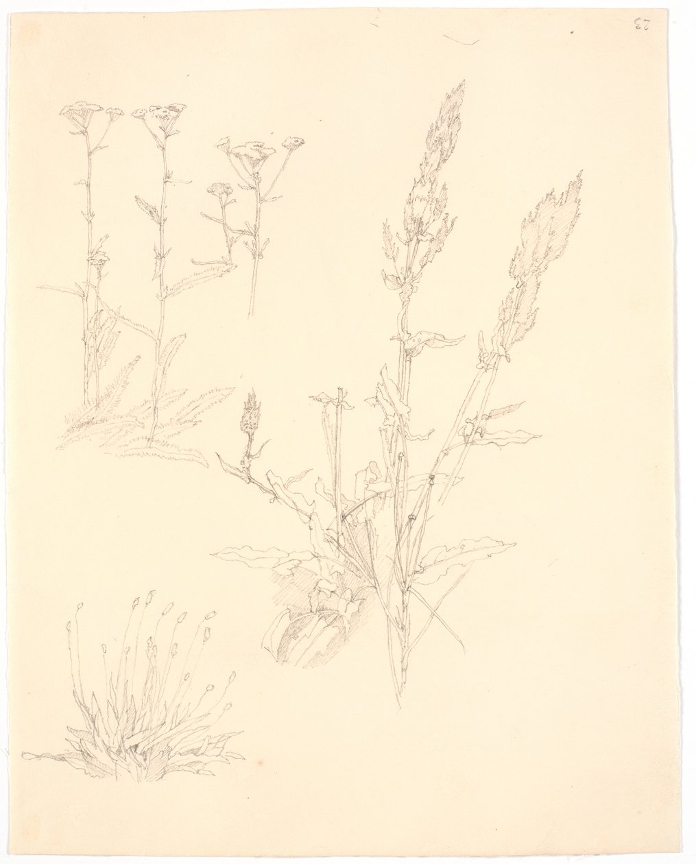 植物学家 作者 克里斯汀·科布（ChristenKøbke）