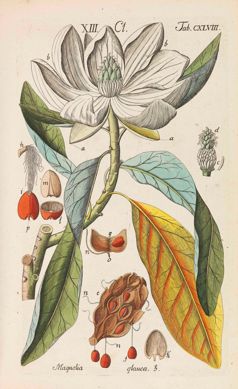 植物学手册》，1808年。 作者 克里斯蒂安·施库尔
