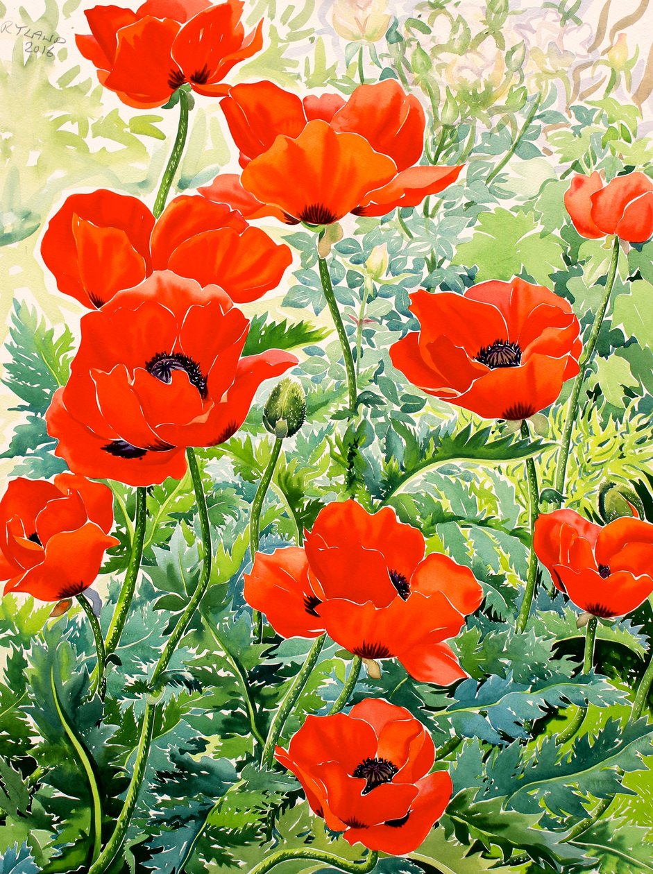 Garden Red Poppies (watercolour on paper) 作者 克里斯托弗·莱兰