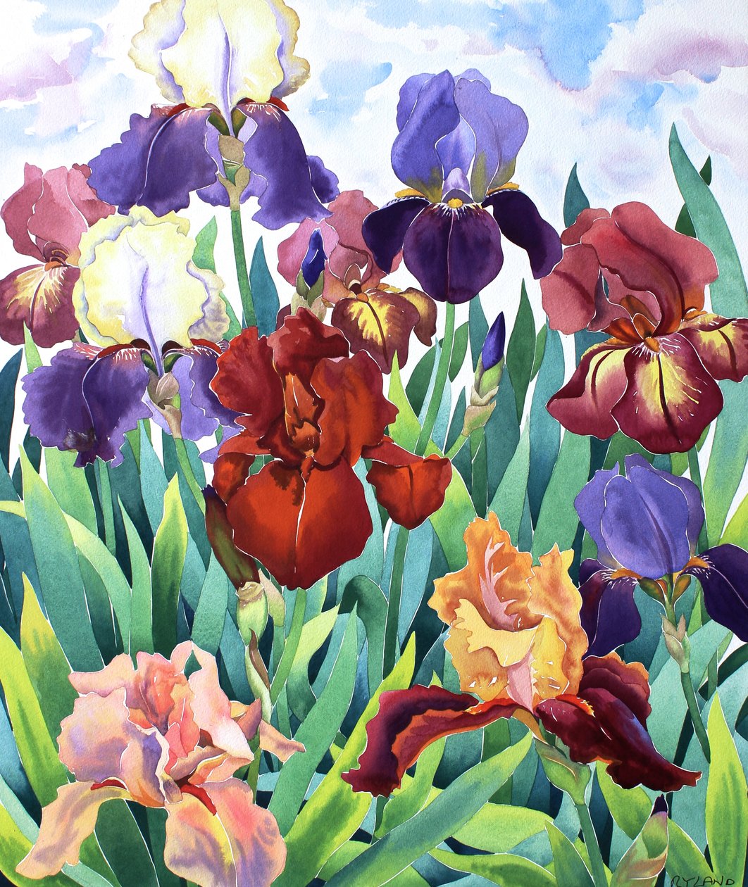 Glemsford Irises 作者 克里斯托弗·莱兰