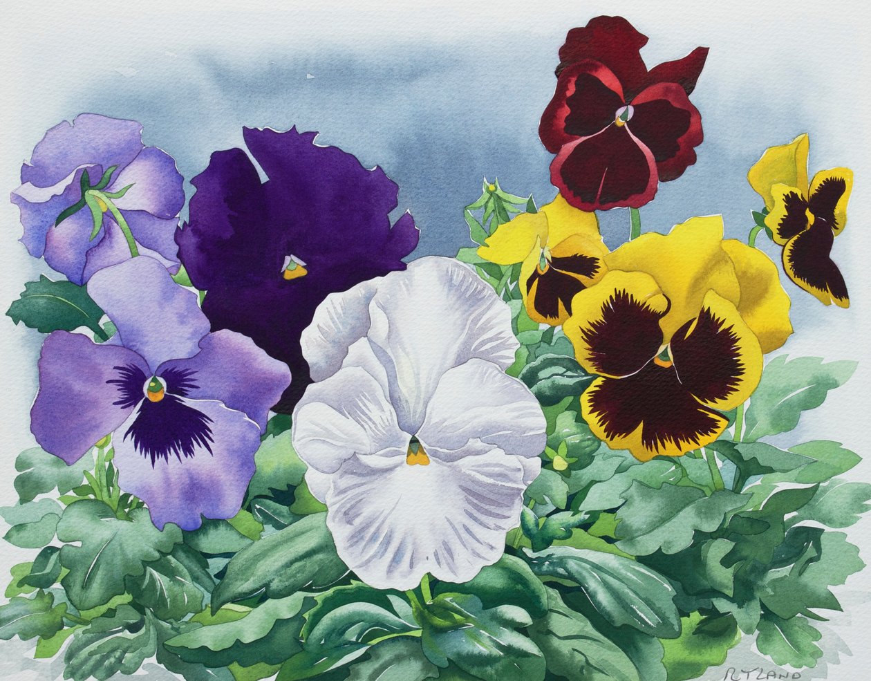 Pansies 作者 克里斯托弗·莱兰