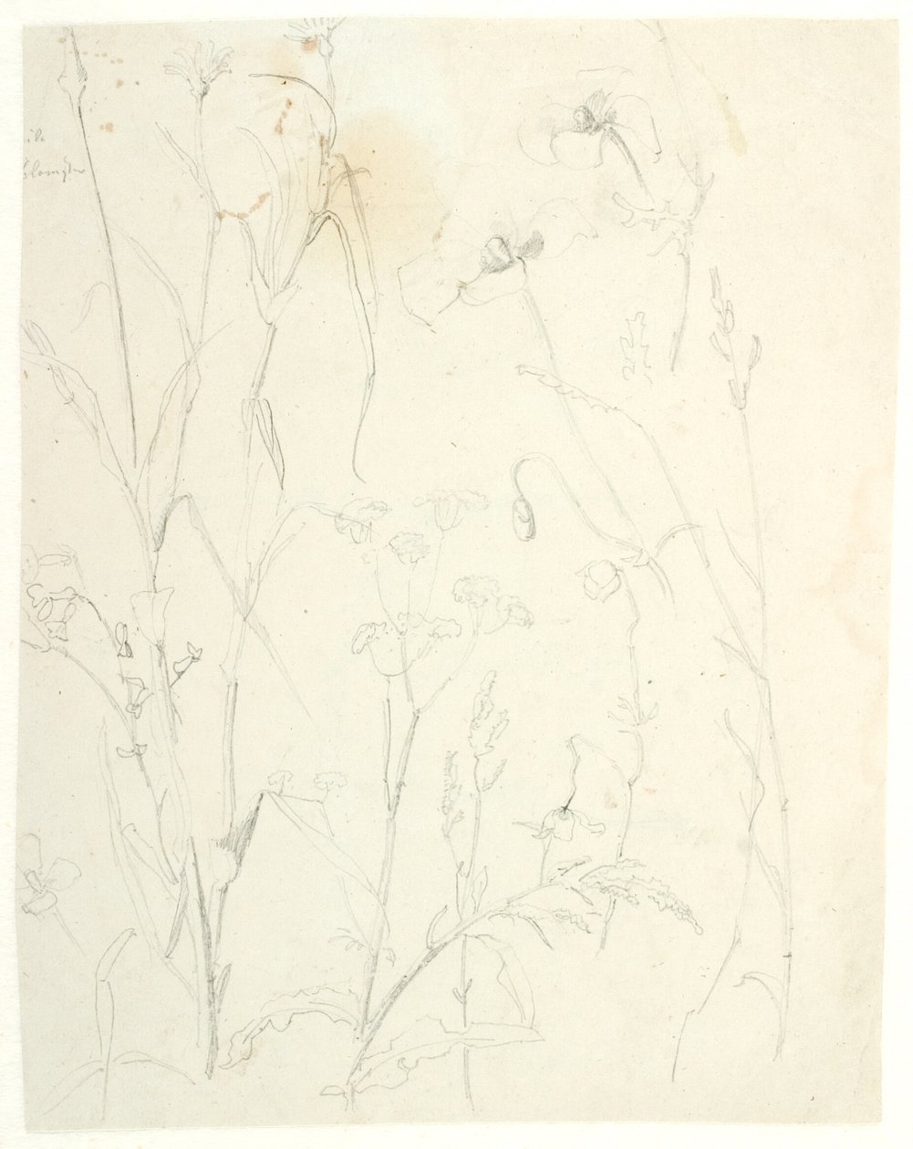植物学家 作者 Dankvart Dreyer