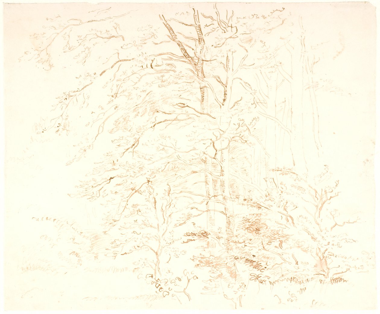 木材研究 作者 Dankvart Dreyer