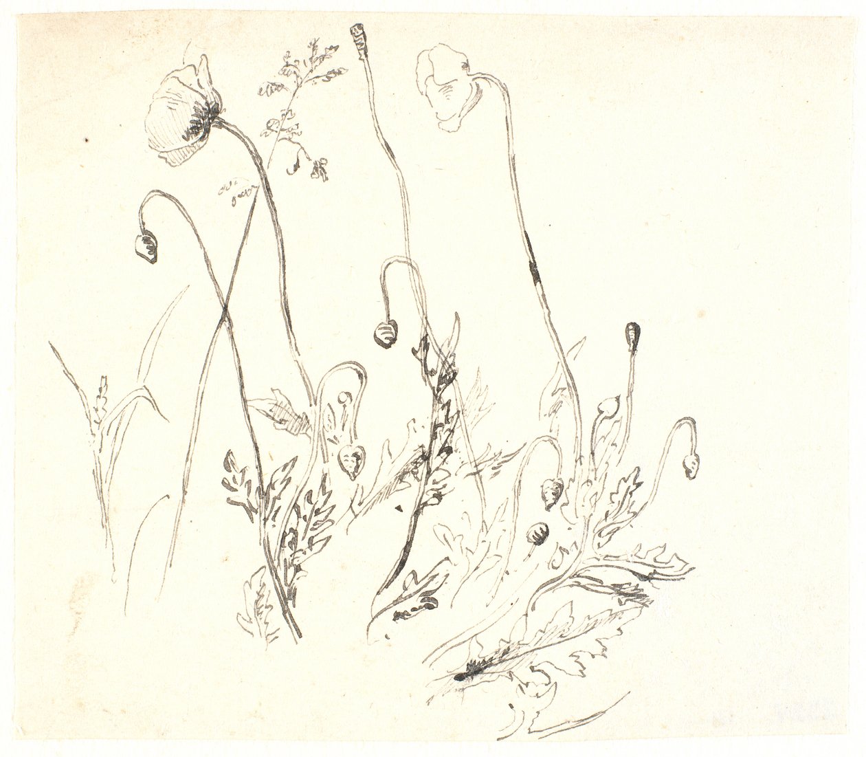 Valmuer 作者 Dankvart Dreyer