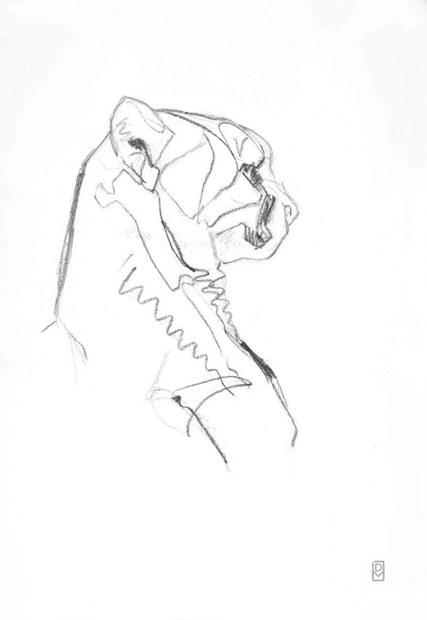 猎豹，2014（纸上石墨） 作者 大卫·迈耶