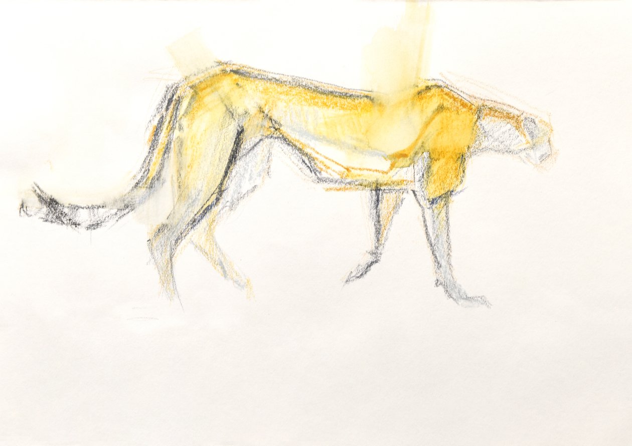 猎豹，2020 年（纸上蜡笔画） 作者 大卫·迈耶